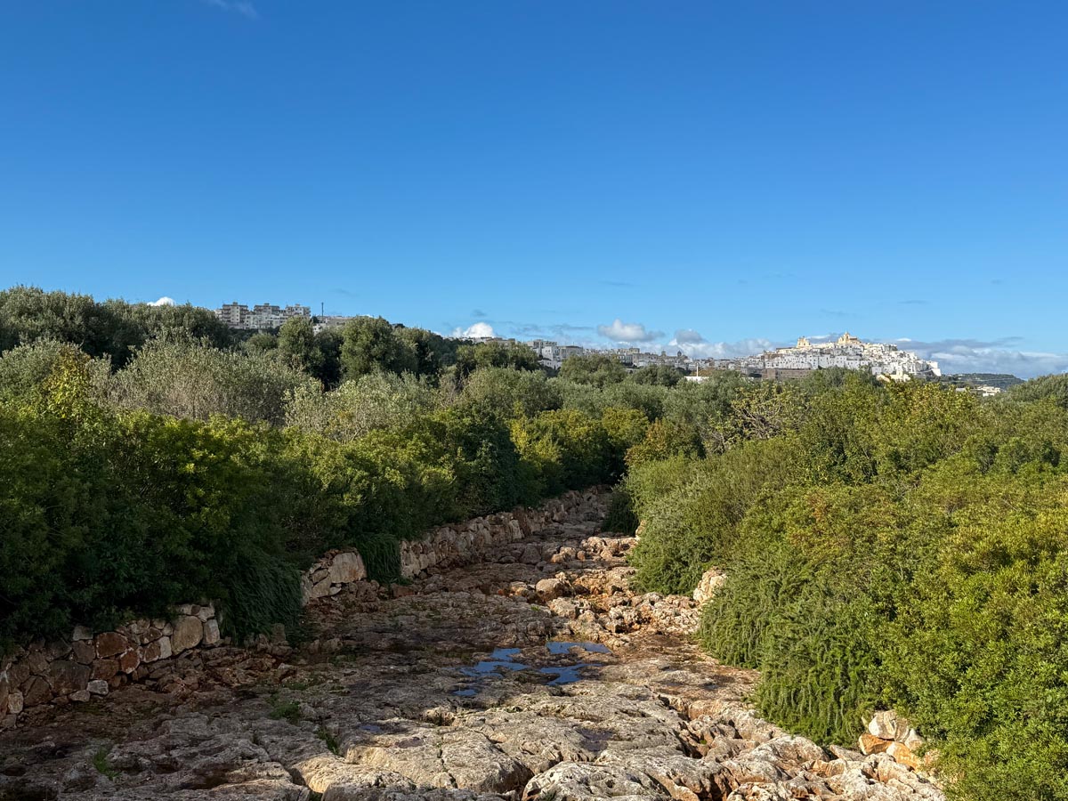 Angolo di giardino curato da Antichi Vivai Aversa